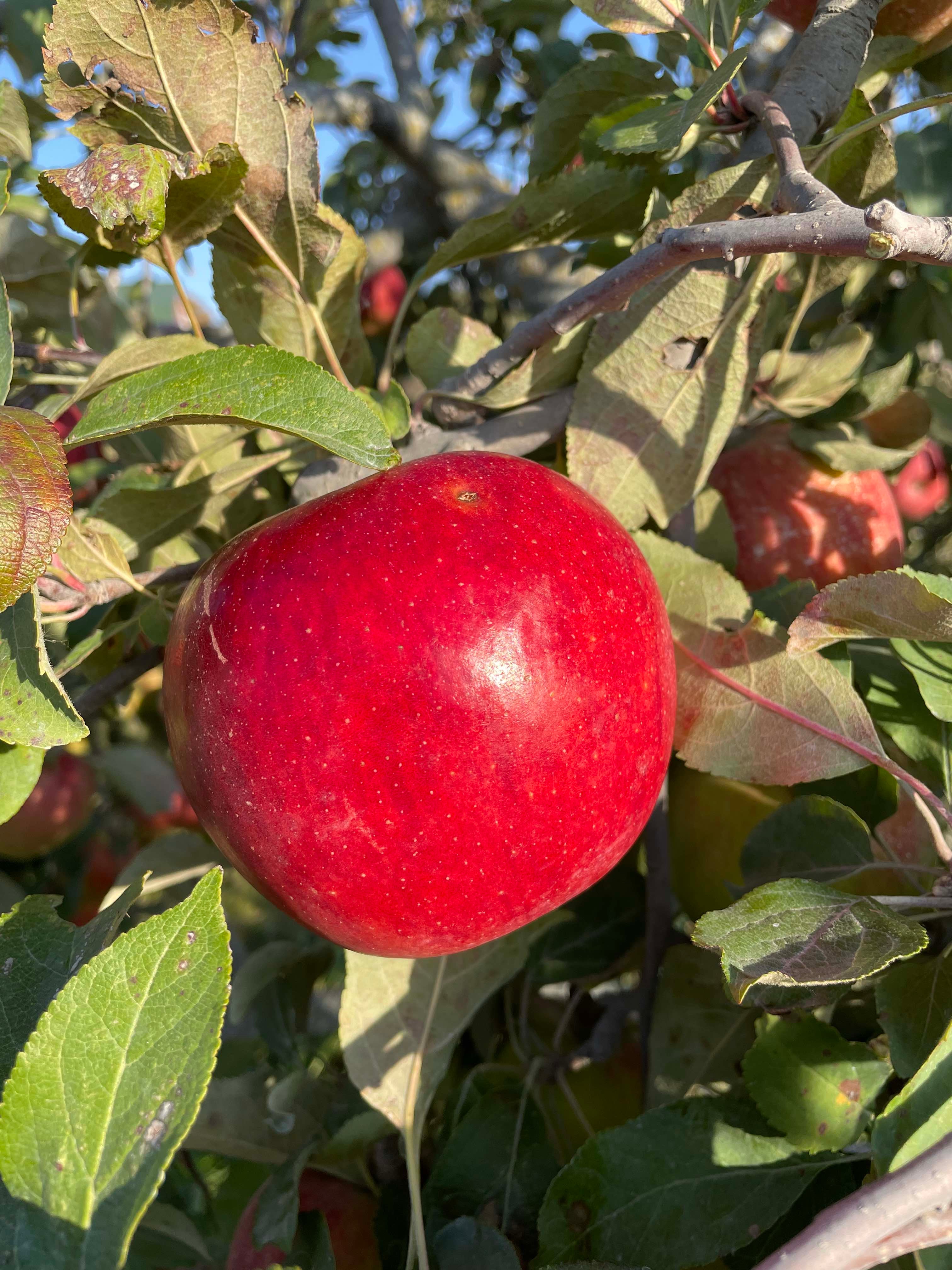 その他 sylver Apples WildTwist® Apples — Melissas Produce